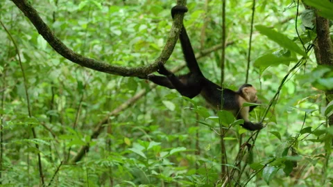 White-faced capuchin monkey swinging on vine in Costa Rica jungle. Stock Footage 338363385