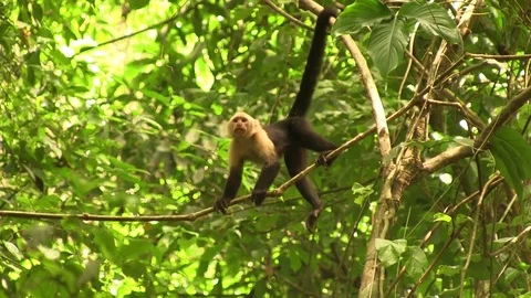 White-faced Capuchin monkey in tree 03 스톡 동영상 82873850