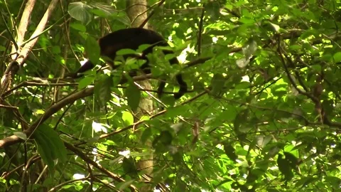 White-faced Capuchin monkey in tree 02 Stock Footage 82873866