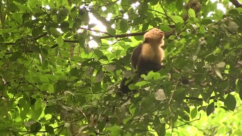 White-faced Capuchin monkey in tree 01 스톡 동영상 82873877