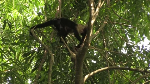 White-faced Capuchin monkey in tree 04 Stock-Footage 83098226