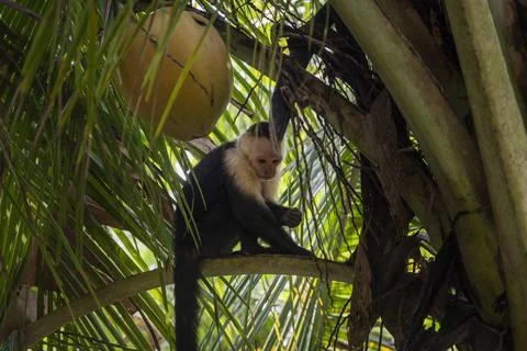 White-faced capuchin monkey in tropical palm canopy of Bastimentos, Panama Stock Photos