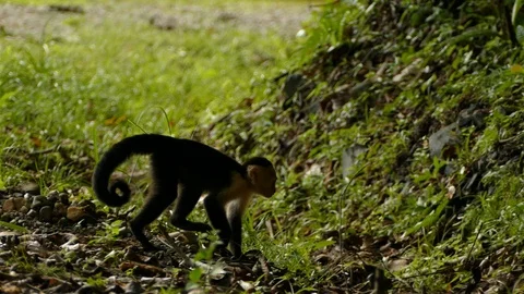 White-faced Capuchin Monkey walking and jumping in the ground Stock Footage 114690027