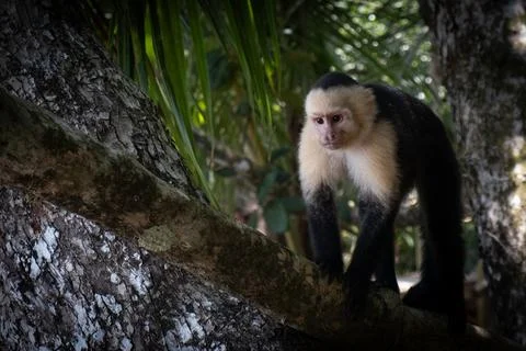 White-faced capuchin monkey walking on a tree branch in the rainforest Stock-Fotos