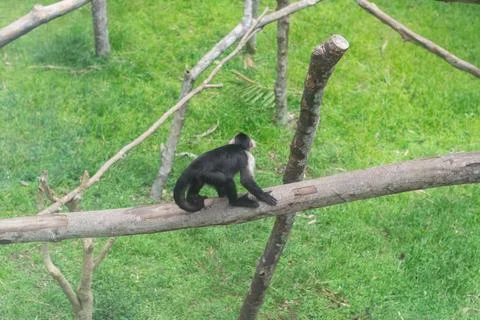 White-faced capuchin monkey walking on a tree branch above the green grass .. Fotos Stock
