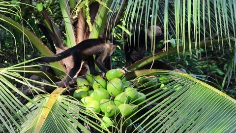 White faced capuchin monkeys drinking coconut water Stock Footage 228662839