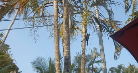 White-faced Capuchin monkeys play on power lines Stock Footage 108595006