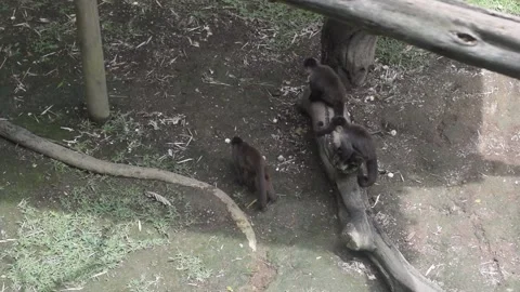 White Faced Capuchin Monkeys Walking and Playing in Zoo Enclosure Stock Footage 341042676