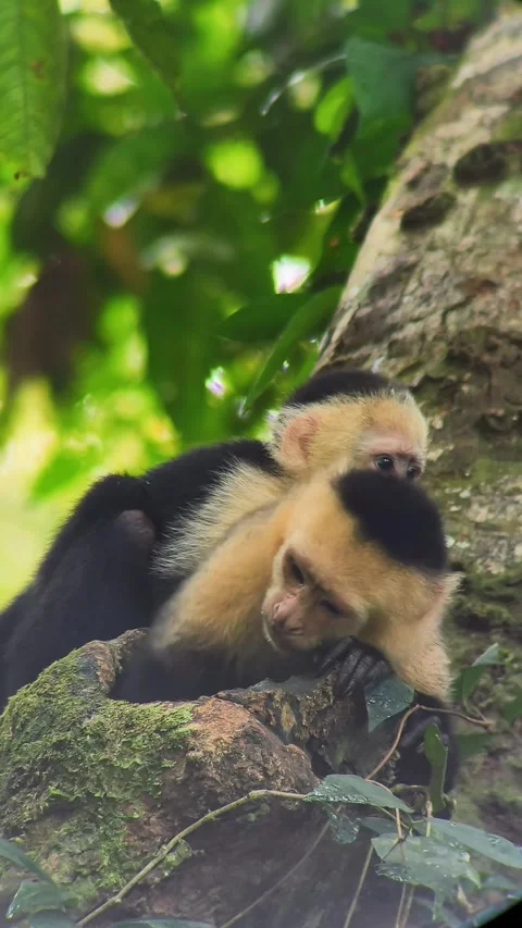 White-Faced Capuchin Mother and Baby Drinking Water Stock Footage 346548966