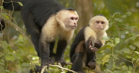 White-faced Capuchin Pair Monkeys Yawning Open Mouth Teeth Vídeo Stock 148488869