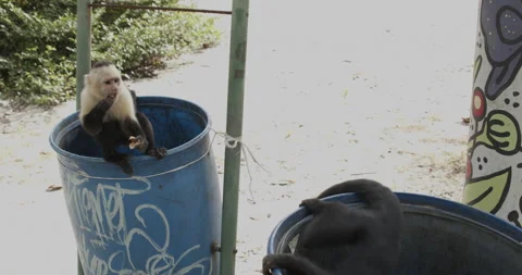 White-faced Capuchin Pair Monkeys Foraging For Food Garbage Nuisance Cans Trash Vídeo Stock 148609317