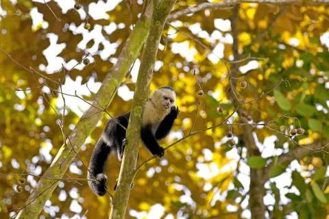 White faced Capuchin Stock Photos
