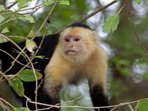 White faced Capuchin Stock Photos