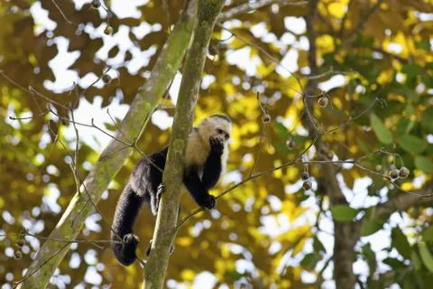 White faced Capuchin Stock Photos