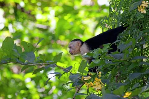 White faced Capuchin Stock Photos