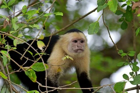 White faced Capuchin Stock Photos