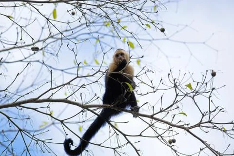 White faced Capuchin Stock Photos