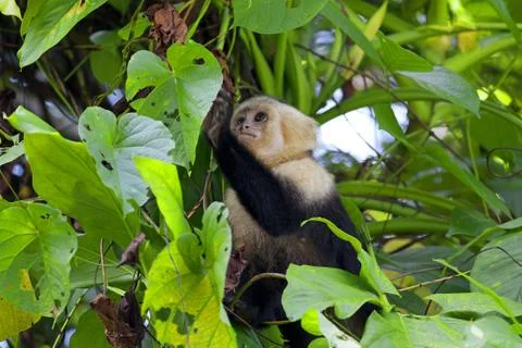 White faced Capuchin Stock Photos