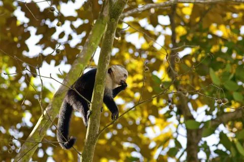 White faced Capuchin Stock Photos