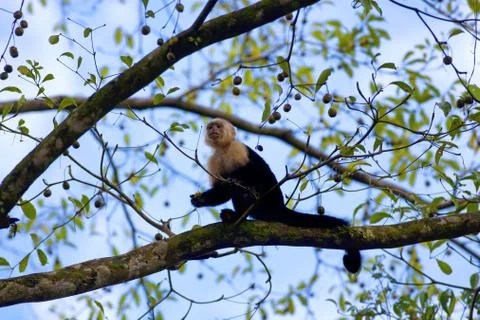 White faced Capuchin Stock Photos