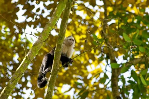 White faced Capuchin Stock Photos