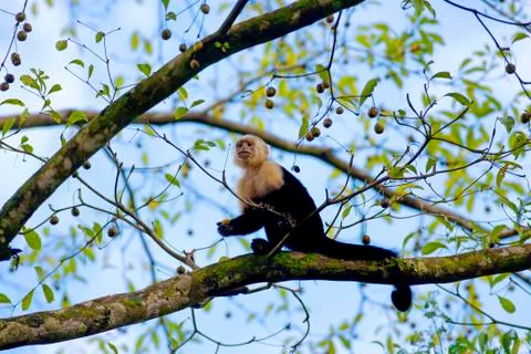 White faced Capuchin Stock Photos