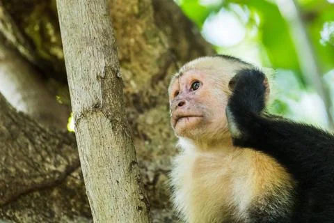 White faced capuchin scratching its ear Stock Photos