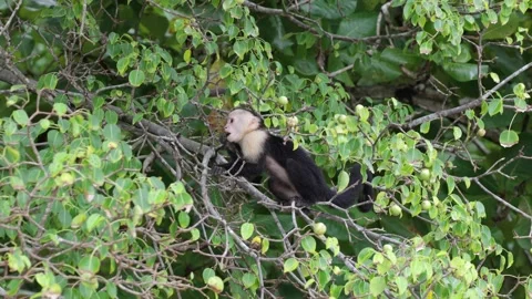 White-faced Capuchin sit in tree eating on green leaves close up Stock Footage 158808688