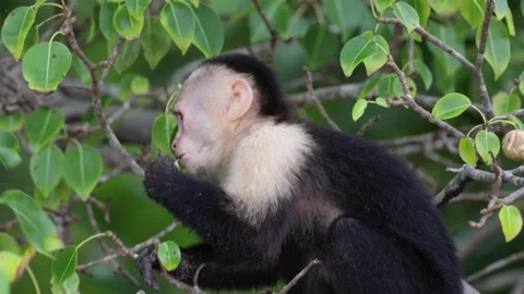 White-faced Capuchin sit in tree eating portrait Stock Footage 158808690