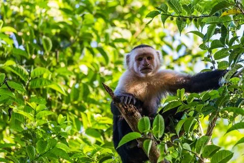 White faced capuchin in the treetops Stock Photos