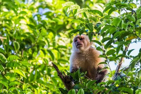 White faced capuchin in the treetops Stock Photos