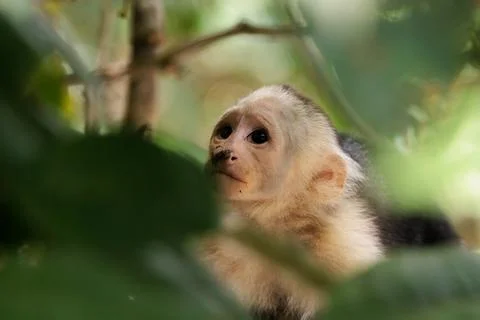 White-faced capuchin - White headed capuchin along Sierpe river, Costa Rica Stock Photos