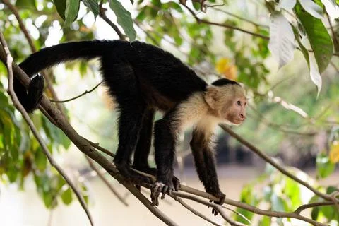 White-faced capuchin - White headed capuchin along Sierpe river, Costa Rica Stock Photos