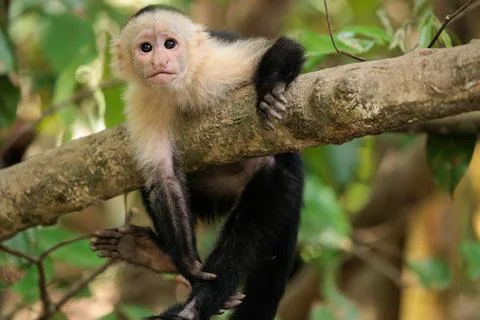 White-faced capuchin - White headed capuchin along Sierpe river, Costa Rica Stock Photos