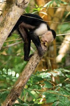 White-faced capuchin - White headed capuchin along Sierpe river, Costa Rica Stock Photos