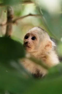 White-faced capuchin - White headed capuchin along Sierpe river, Costa Rica Stock Photos