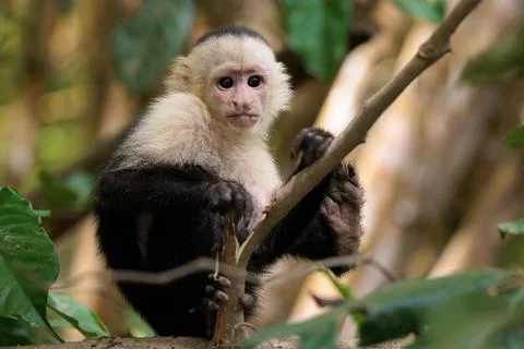 White-faced capuchin - White headed capuchin along Sierpe river, Costa Rica Stock Photos