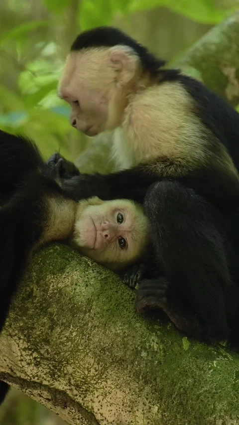 White-Faced Capuchins Grooming Each Other on Tree Branch Stock Footage 346548713