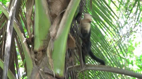 A white faced capucin monkey sits in a palm tree in Costa Rica. Stock Footage
