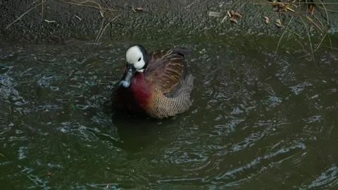 White-faced duck Stock Footage 315206034