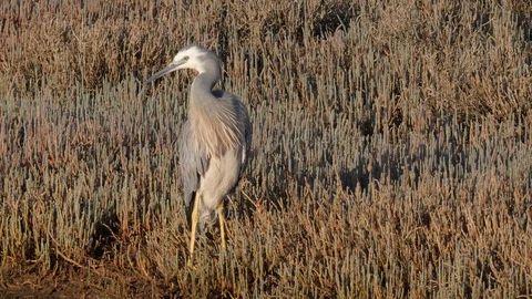 White -faced heron close up in estuary Stock Footage 108227580