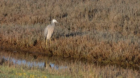 White -faced heron close up in estuary Stock Footage 108227668