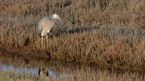 White -faced heron close up in estuary Stock Footage 108228256