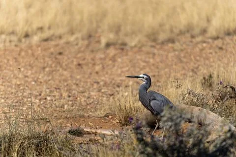 White-faced heron on the ground Stock Photos