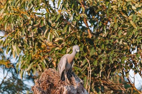 White Faced Heron perched on a tree branch Stock Photos