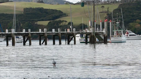 White-faced Heron wading in shallows Stock Footage 39605531