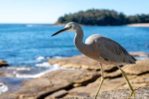 White-faced heron walking along Manly Beach coastline in Sydney, Australia Stock Photos