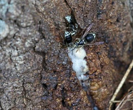 White-Faced Hornets Stock Photos