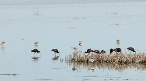 White faced Ibis Stock Footage 11413485