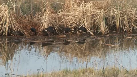 White faced Ibis Stock Footage 11739979